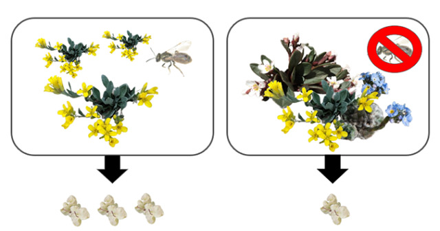 Figure depicting pollen causes