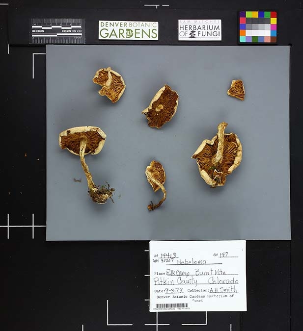 dried mushroom specimens