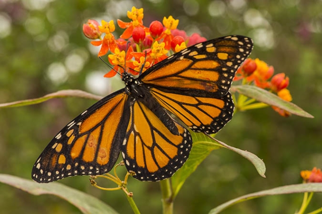 monarch butterfly on orange and yellow flowers