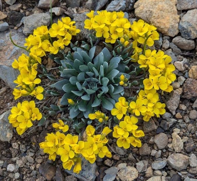 Physaria alpina ringing a succulent