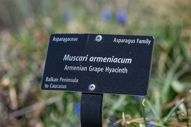 name plate of the plant Armenian grape hyacinth 