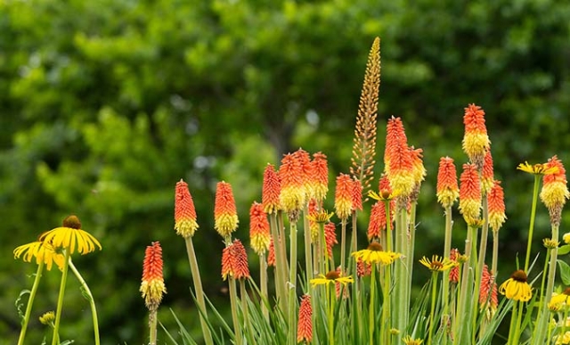 red hot poker plant