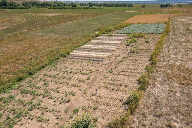 land plot with small plants growing