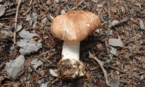 Agaricus julius thumbnail image