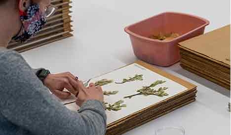Person arranging dried flowers on a piece of paper