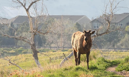 elk standing near tree in suburban area