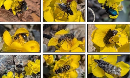 avery twinpod pollinators thumbnail