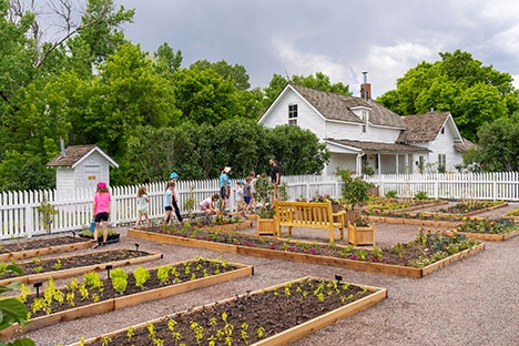 Raised beds containing herbs in the foreground and a white building with a white picket fence in the background.