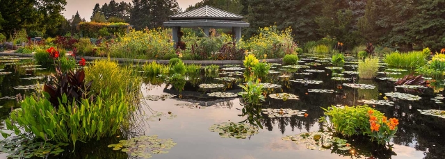Pond with waterlilies in the foreground and a gazebo in the background.