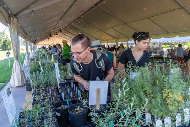 Man leaning in to look at plants for sale