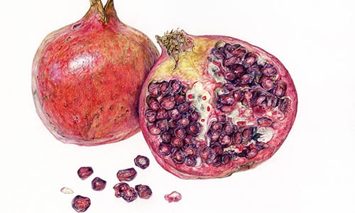 Wendt pomegranate thumbnail