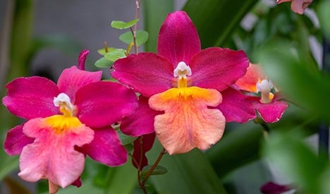 Two pink and yellow-orange orchids with greenery in the background