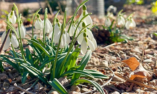 snowdrops thumbnail