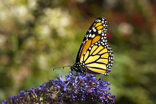 monarch butterfly