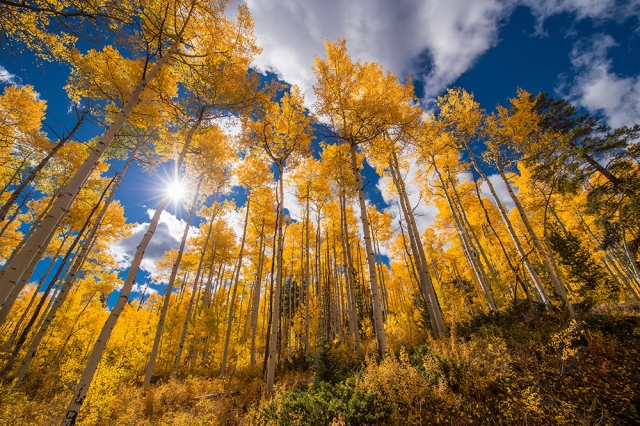 Aspen grove