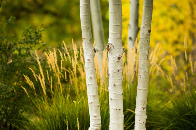 aspen trunks
