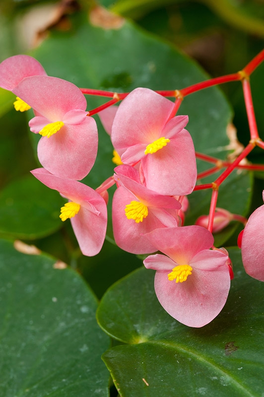Begonia
