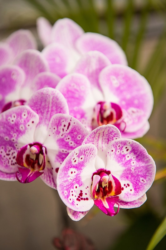 orchid