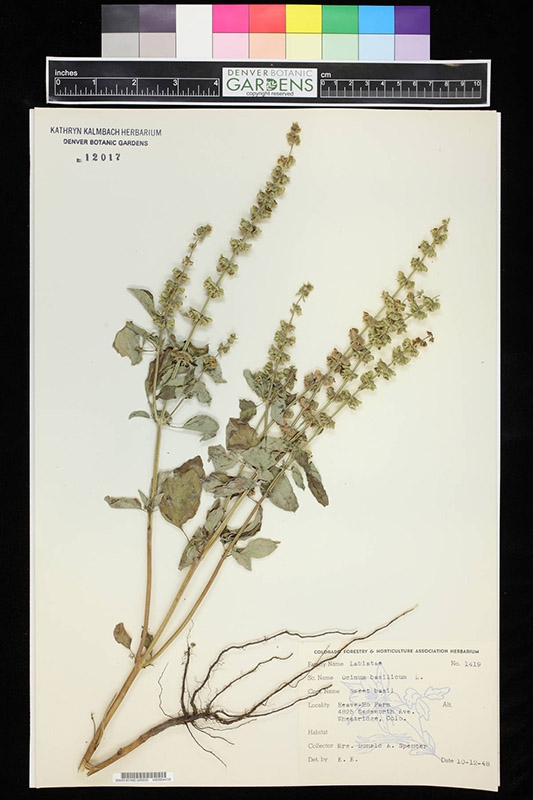 Ocimum basilicum