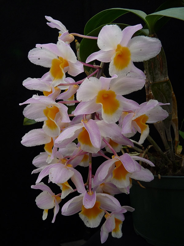 Dendrobium farmerii