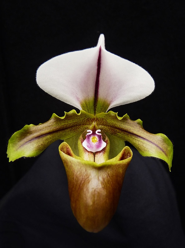 Paphiopedilum spicerianum