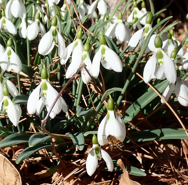 Bee on snow drop