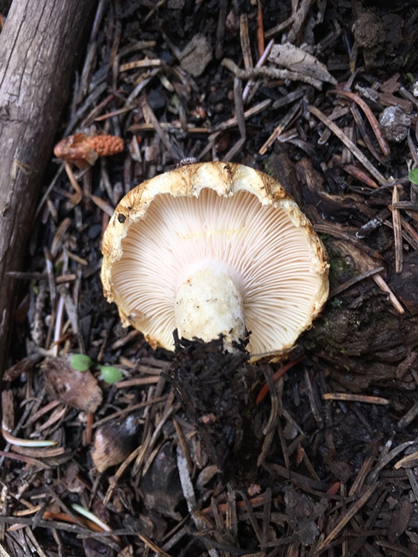 lactarius scrobiculatus