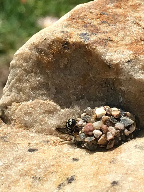 pebble bee