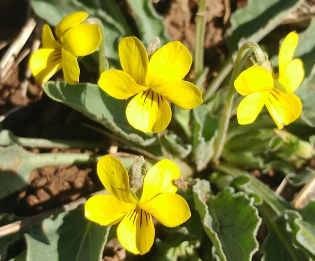 Viola nuttallii