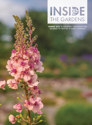 ITG Summer 2021 Cover