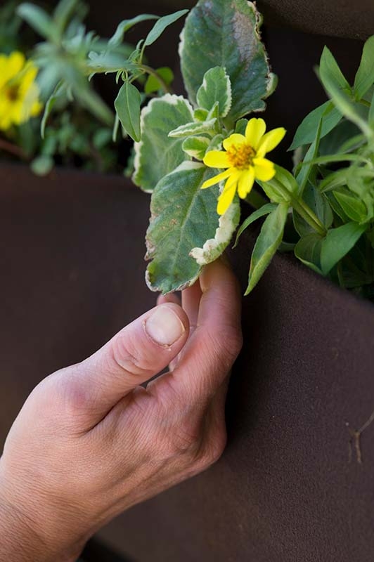 sensory garden flower