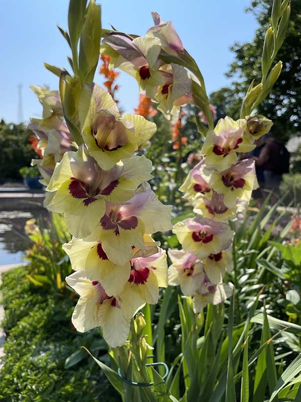 Gladiolus Jester