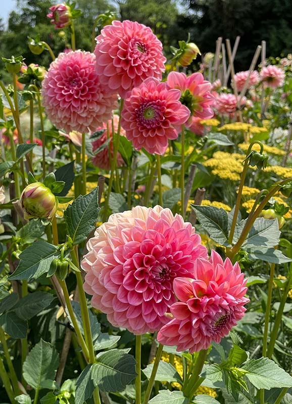 Dahlia Lindas Baby