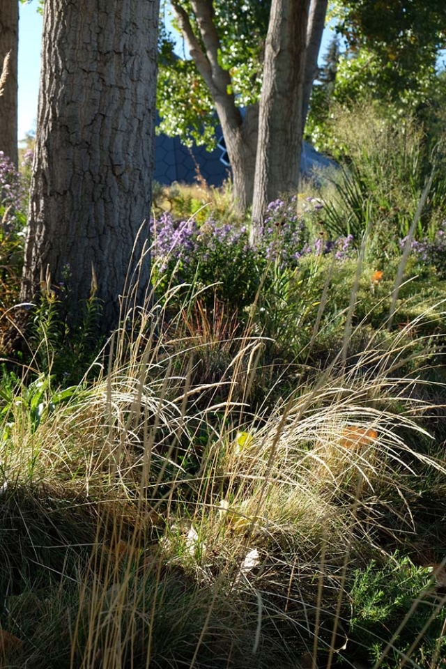 dormant grasses catching light