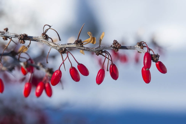 snow berries