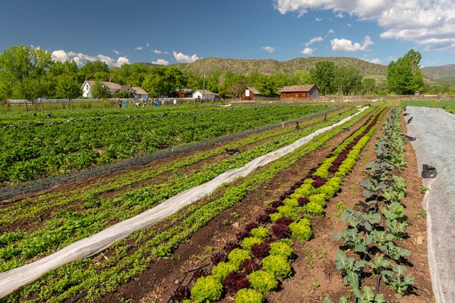 chatfield csa