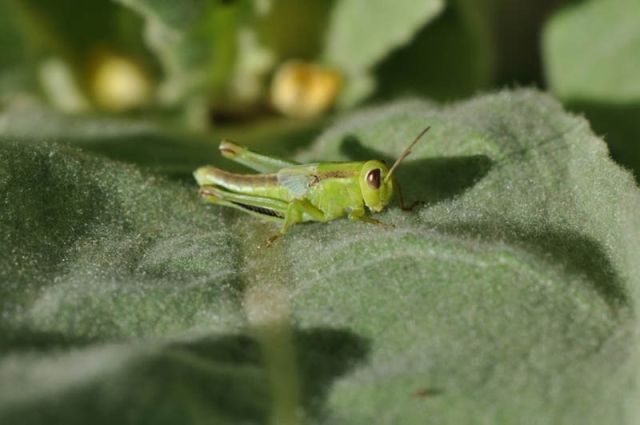 grasshopper 2